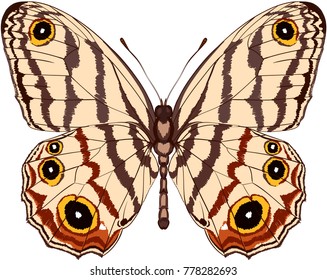 Butterfy vector image 