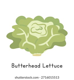 Ilustración vectorial plana de dibujos animados de lechuga Butterhead