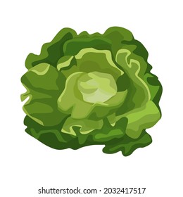 Butterhead lettuce isolated on white background. Kind salad in flat style. Agriculture symbol for any purpose.Design vector illustration.