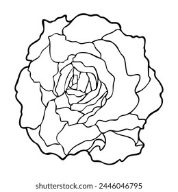 butterhead lettuce line vector illustration,isolated on white background,top view