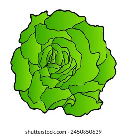 butterhead lettuce vector illustration,isolated on white background,top view