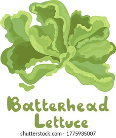 Butterhead vector icon. Cartoon vector image isolated on white background. Illustration with the inscription Butterhead Lettuce. Flat vector design. Great for menu, farm product promotion, culinary