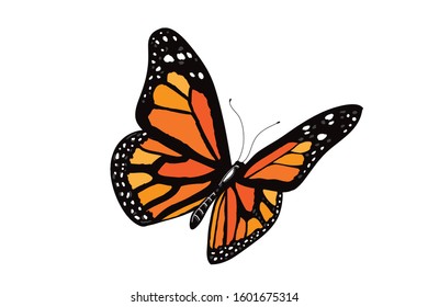 Butterlfy - orange - yellow - illustration - monarch