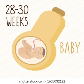 Butternut Pregnancy Development Size Embryo Weeks Stock Vector (Royalty ...