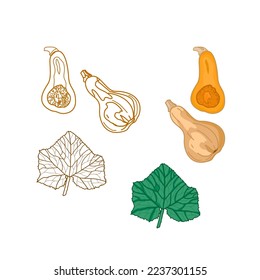 Butternut pumpkin hand drawn design for banner, Printing ,Packaging, pumpkin related products.