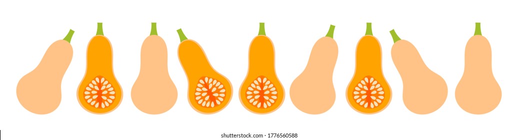 Butternut squash border. Vector ilustration