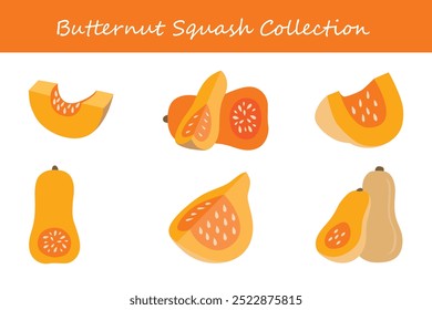 butternut squash collection in different poses. Vector illustration.