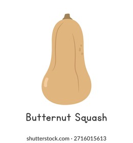 Butternut Squash, flache Cartoon-Vektorgrafik einzeln auf weißem Hintergrund