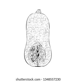 Butternut squash illustration vector 