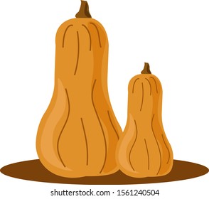 Butternut squash, illustration, vector on white background