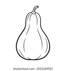 Butternut Squash Outline Vector Illustration on White Background