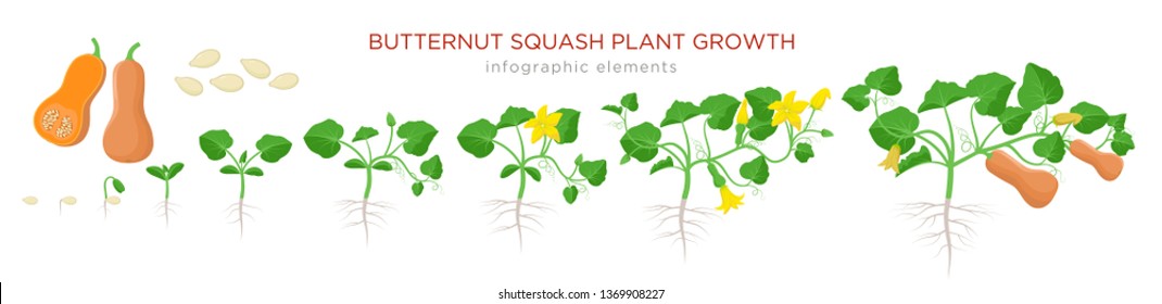 Butternut squash plant growth stages infographic elements in flat design. Planting process of Cucurbita moschata from seeds, sprout to ripe pumpkin fruit, life cycle isolated on white background