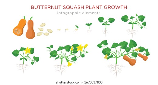 Butternut squash plant growth stages infographic elements in flat design. Planting process of Cucurbita moschata from seeds, sprout to ripe pumpkin fruit, life cycle isolated on white background