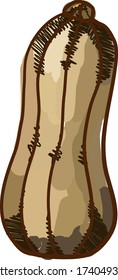 Calabaza de calabaza, ilustración, vector sobre fondo blanco