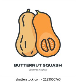 Butternut squash or pumpkin vegetable icon, outline with color fill style vector illustration