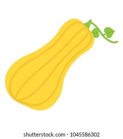 Butternut squash is a type of winter squash that grows on a vine