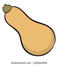 Butternut squash is a type of winter squash that grows on a vine