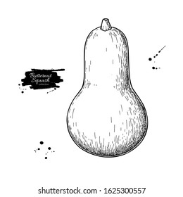 Butternut Squash vector drawing. Isolated hand drawn object. Vegetable engraved style illustration. Detailed vegetarian food sketch. Farm market product.