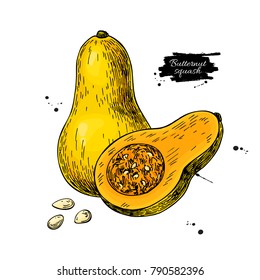 Butternut squash vector drawing. Isolated vegetable with sliced piece and seeds illustration. Detailed vegetarian food sketch. Farm market product.