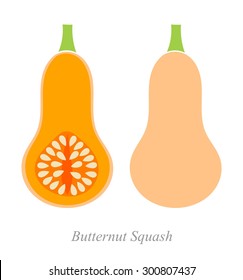 Butternut squash. Vector illustration