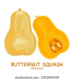 Butternut squash vector illustration, easy to edit, white background.