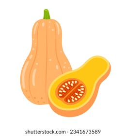 Butternut squash whole vegetable and slice isolated on white background. Cucurbita moschata. Butternut pumpkin or gramma icon. Vector illustration of vegetables in flat style. 