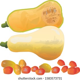 Butternut and tomatoes on a white 