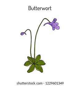 Butterwort (pinguicula vulgaris), medicinal plant. Hand drawn botanical vector illustration