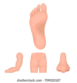 Buttocks, nose, arm, foot. Part of the body set collection icons in cartoon style vector symbol stock illustration web.