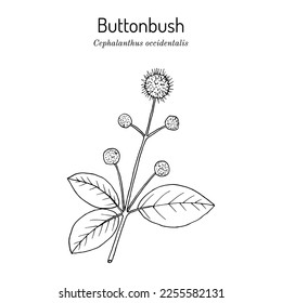 Buttonbush, or buck brush (Cephalanthus occidentalis), ornamental and medicinal plant. Hand drawn botanical vector illustration