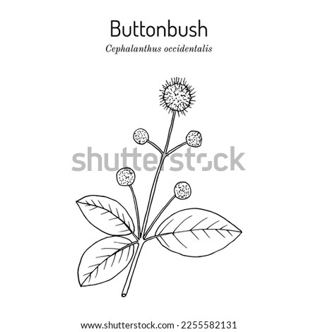 Buttonbush, or buck brush (Cephalanthus occidentalis), ornamental and medicinal plant. Hand drawn botanical vector illustration