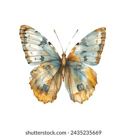 buttterfly vector illustration in watercolour style