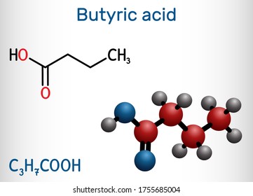 Butyric acid, butanoic acid molecule. Butyrates or butanoates are salts and esters . Structural chemical formula and molecule model. Vector illustration