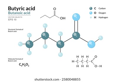 Butyric Acid. Butanoic Acid. Structural Chemical Formula and 3d Model of Molecule. C4H8O2. Atoms with Color Coding. Vector Graphic Illustration for Educational Materials, Scientific Articles