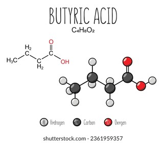 Butyric acid skeletal structure and flat model representation, isolated on a blank background. Vector editable