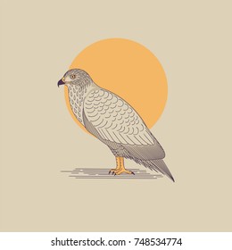 Buzzard Hand Drawn Illustration