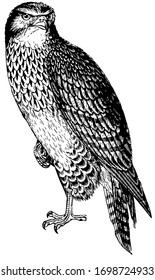 Buzzard have strong talons, vintage line drawing or engraving illustration.