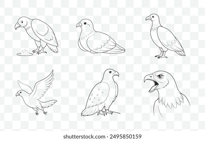 Buzzard Line Art Vector Set Detailed Buzzard Illustrations for Wildlife Art Projects and Design