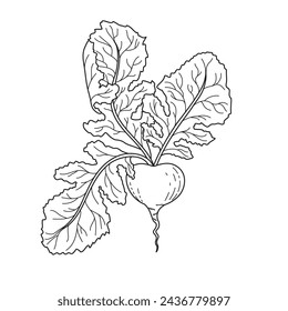 BW vector illustration of food. Fresh spring radishes. Vegetable. A root vegetable for vegetarians. Healthy eating. Agricultural culture	