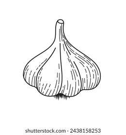 BW vector illustration of food. Garlic head. Realistic vector drawn illustration. Ingredients for cooking healthy food. Delicious vegetarian food. Growing vegetables	