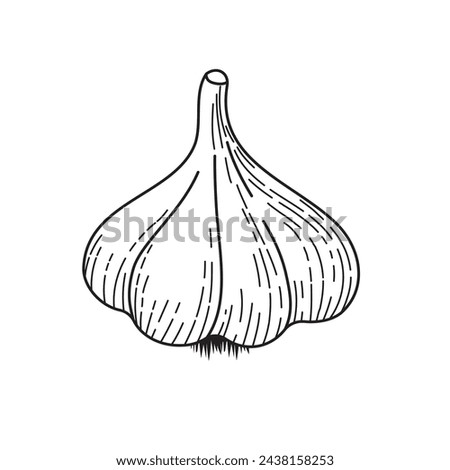 BW vector illustration of food. Garlic head. Realistic vector drawn illustration. Ingredients for cooking healthy food. Delicious vegetarian food. Growing vegetables	