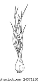 BW vector illustration of food. Green onion. Realistic vector drawn illustration. Ingredients for cooking healthy food. Delicious vegetarian food. Growing vegetables