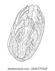 BW vector illustration of food. A head of Peking cabbage. Green leafy vegetable. Vector illustration of the recipe. Lettuce leaves. An ingredient for cooking dishes. Vegetarian food. Chinese cabbage