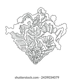 BW ilustración vectorial de alimentos. Ensalada de hojas. Ilustración dibujada de vector realista. Ingredientes para cocinar alimentos saludables. Deliciosa comida vegetariana. Cultivo de verduras	
