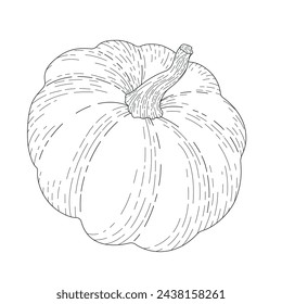 BW vector illustration of food. Pumpkin. Realistic vector drawn illustration. Ingredients for cooking healthy food. Delicious vegetarian food. Growing vegetables	