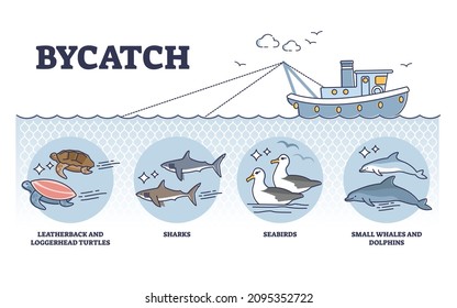 Problema de captura incidental con captura no deseada de animales en el diagrama de esquema del proceso de pesca. Ejemplo de tipo de especie silvestre educativa etiquetada que sufre de animales capturados de forma no intencional en la ilustración del vector.