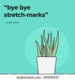 bye bye stretch marks. aloe vera message. vector illustration aloe vera plant.