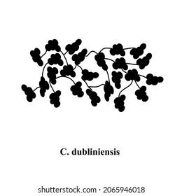C. dubliniensis candida. Pathogenic yeast-like fungi of the Candida type morphological structure. Vector illustration