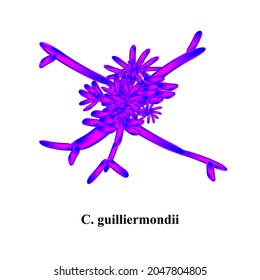 C. guilliermondii candida. Pathogenic yeast-like fungi of the Candida type morphological structure. Vector illustration