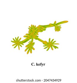 C. kefyr candida. Pathogenic yeast-like fungi of the Candida type morphological structure. Vector illustration on isolated background